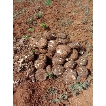 Organic Elephant Yam 